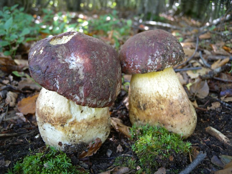 Funghi dall''Appennino